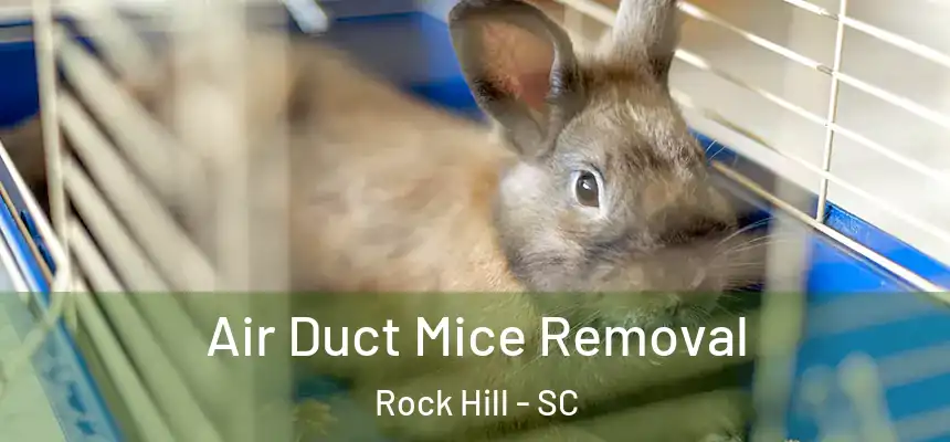  Air Duct Mice Removal Rock Hill - SC